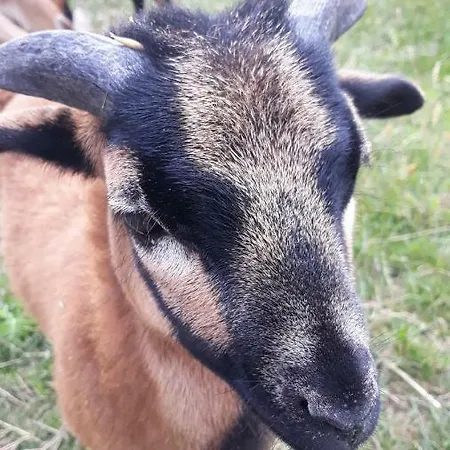 Gospodarstwo agroturystyczne Nad Zalewem Jaszczurowa